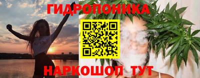 крисы Кингисепп